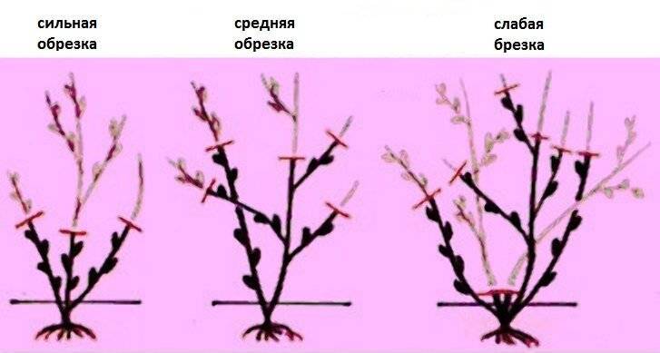 Роза флорибунда (60 фото) - виды, посадка и уход в открытом грунте