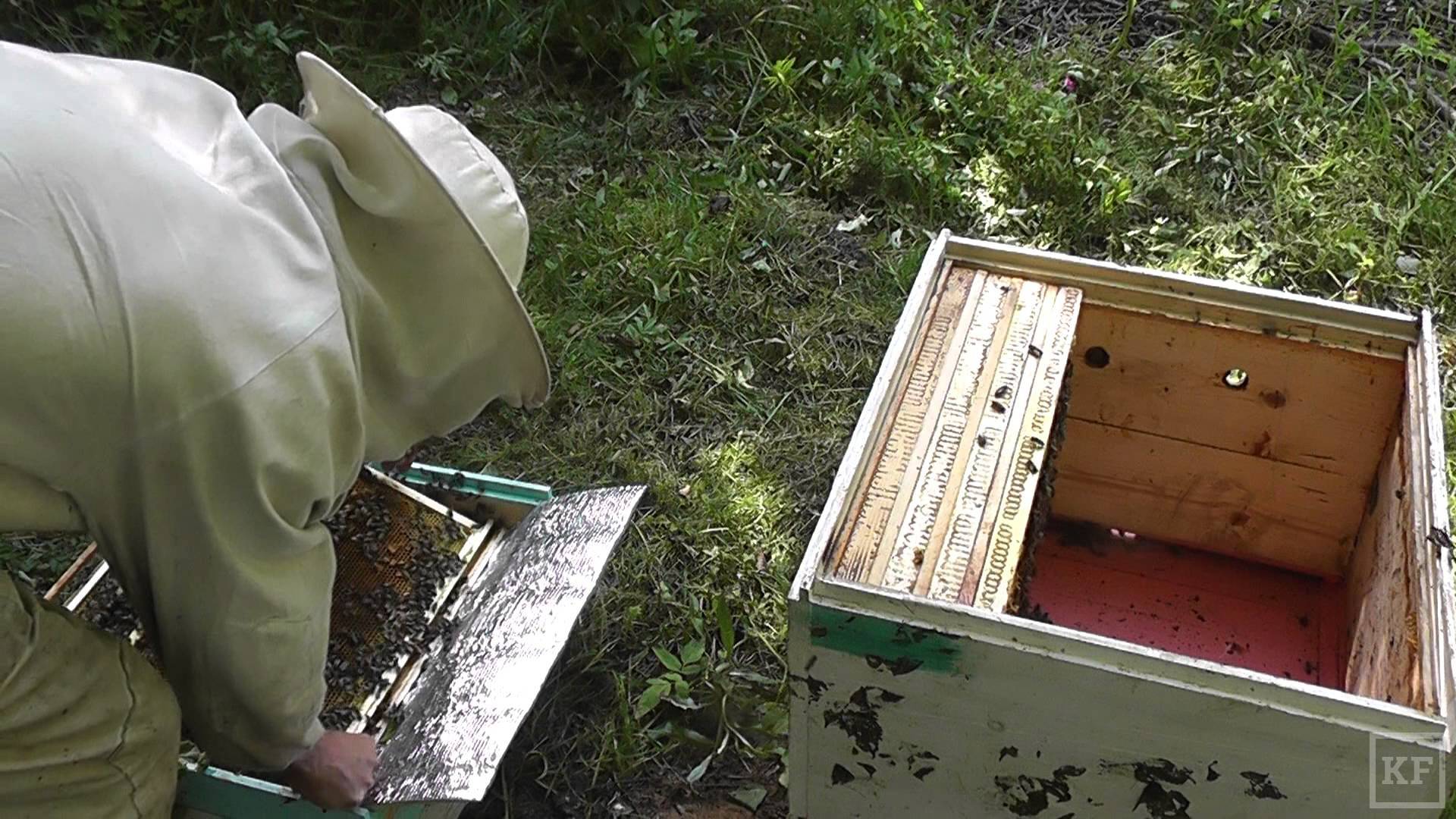 Весенние работы на пасеке с пчелами — полезные советы