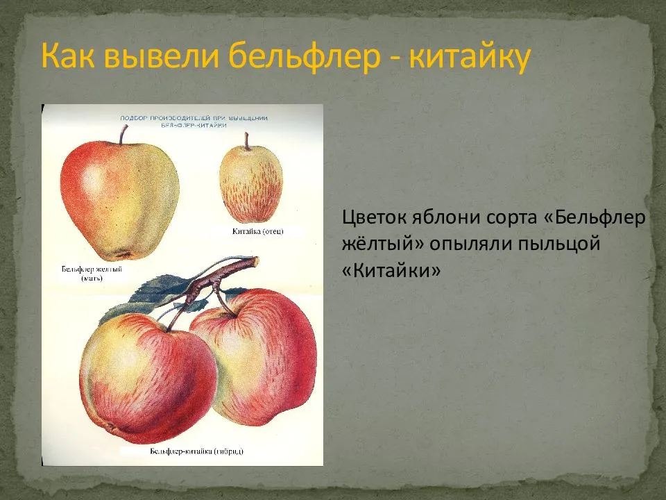 Яблоня бельфлёр-китайка: описание сорта и фото, выращивание и борьба с болезнями
