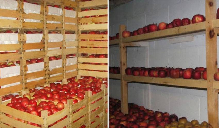 Как сохранить яблоки на зиму, чтобы они долго оставались свежими