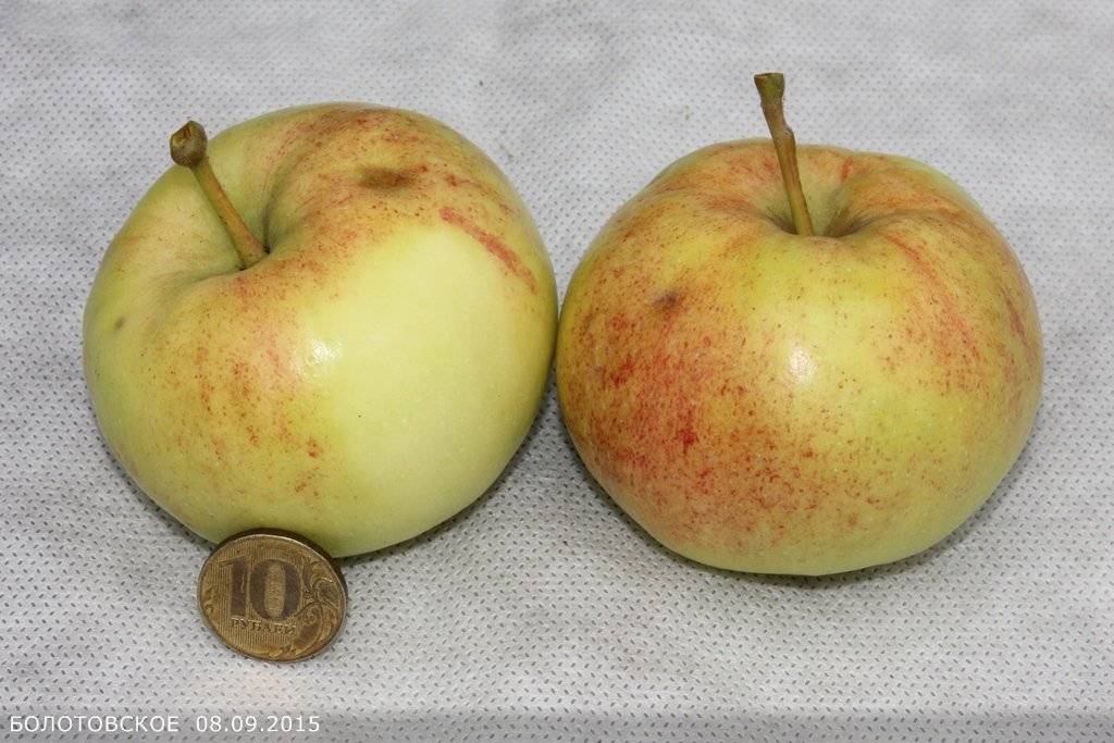 Сорт яблони «болотовское»: описание и особенности выращивания