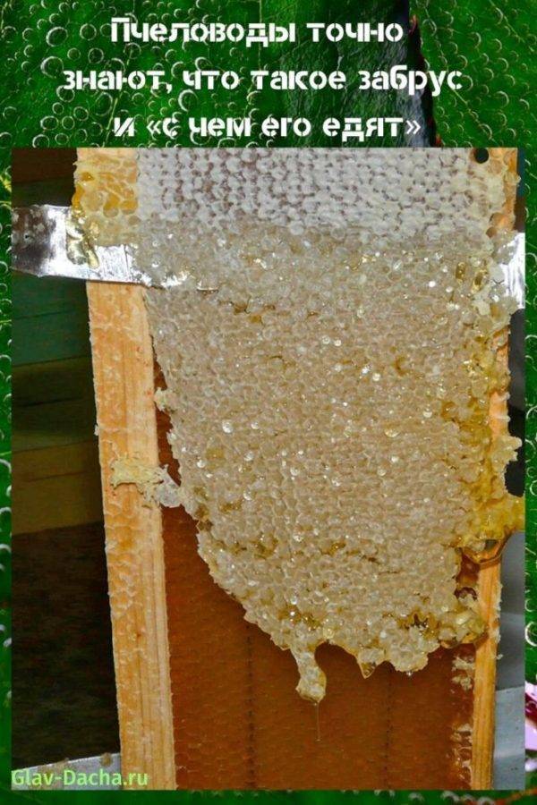 Лечебные свойства забруса, польза и вред. как принимать пчелиный забрус - я здоров!
                                             - 14 июля
                                             - 43213153155 - медиаплатформа миртесен