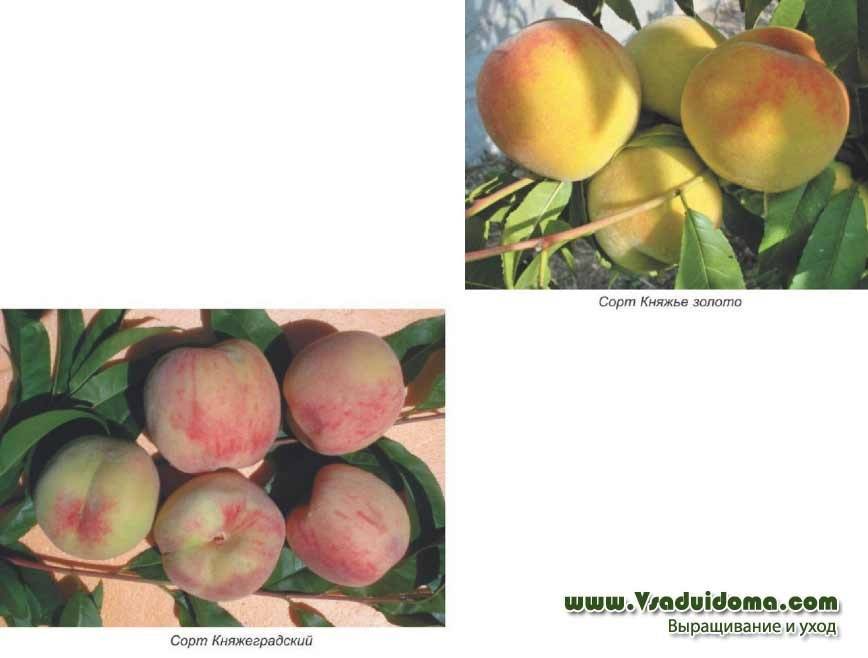 Персик золотой юбилей: описание сорта с фото