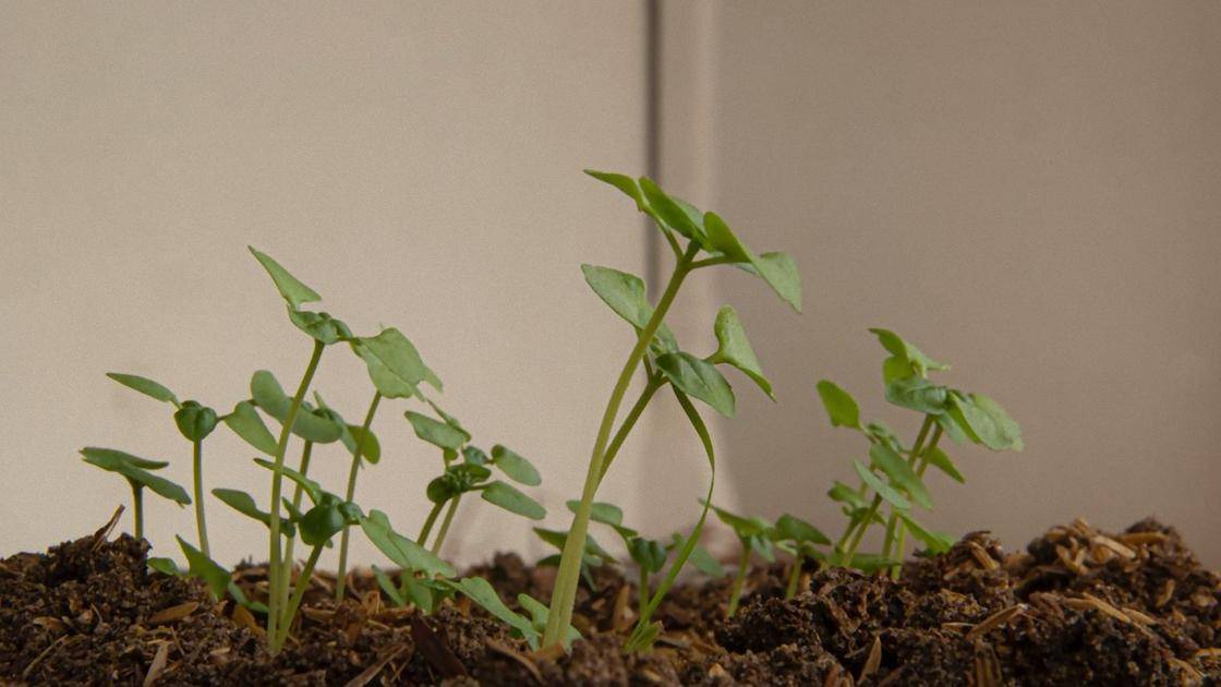 Как посадить базилик в открытый грунт семенами | oгород ok