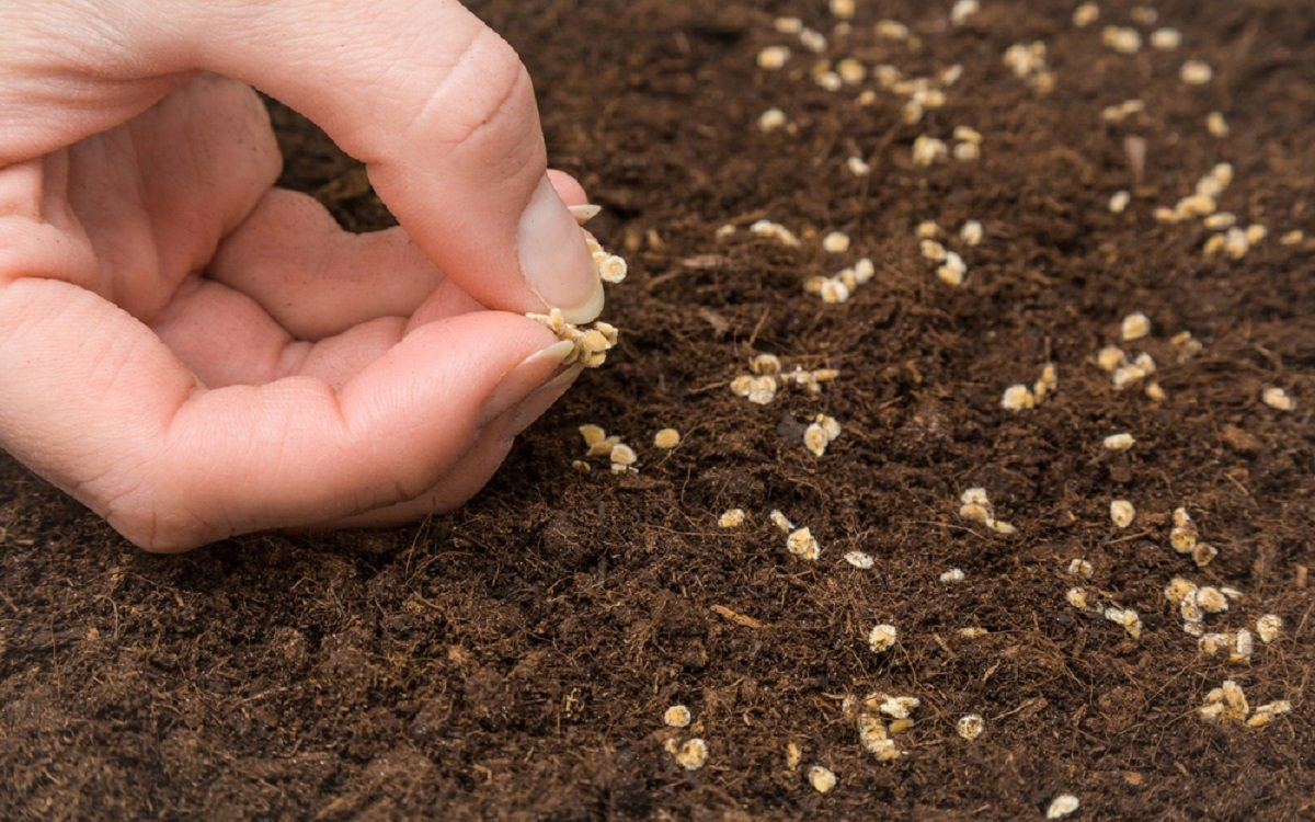 Как посеять семена обриеты под зиму в открытом грунте