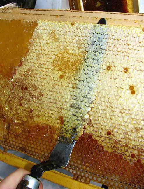 Особенности забруса пчелиного, что это такое и как им лечиться