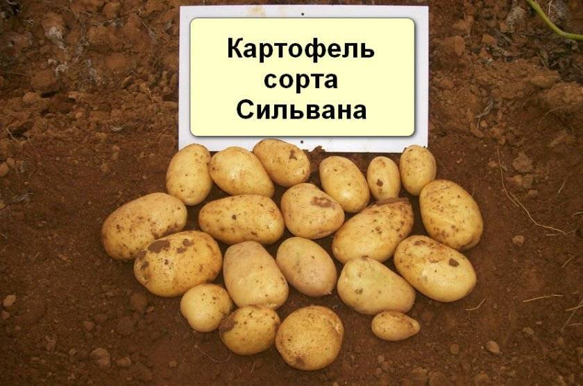 Лучшие сорта картофеля: фото, названия и описания (каталог)