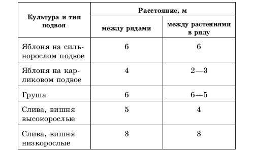 На каком расстоянии сажать груши друг от друга для опыления фото