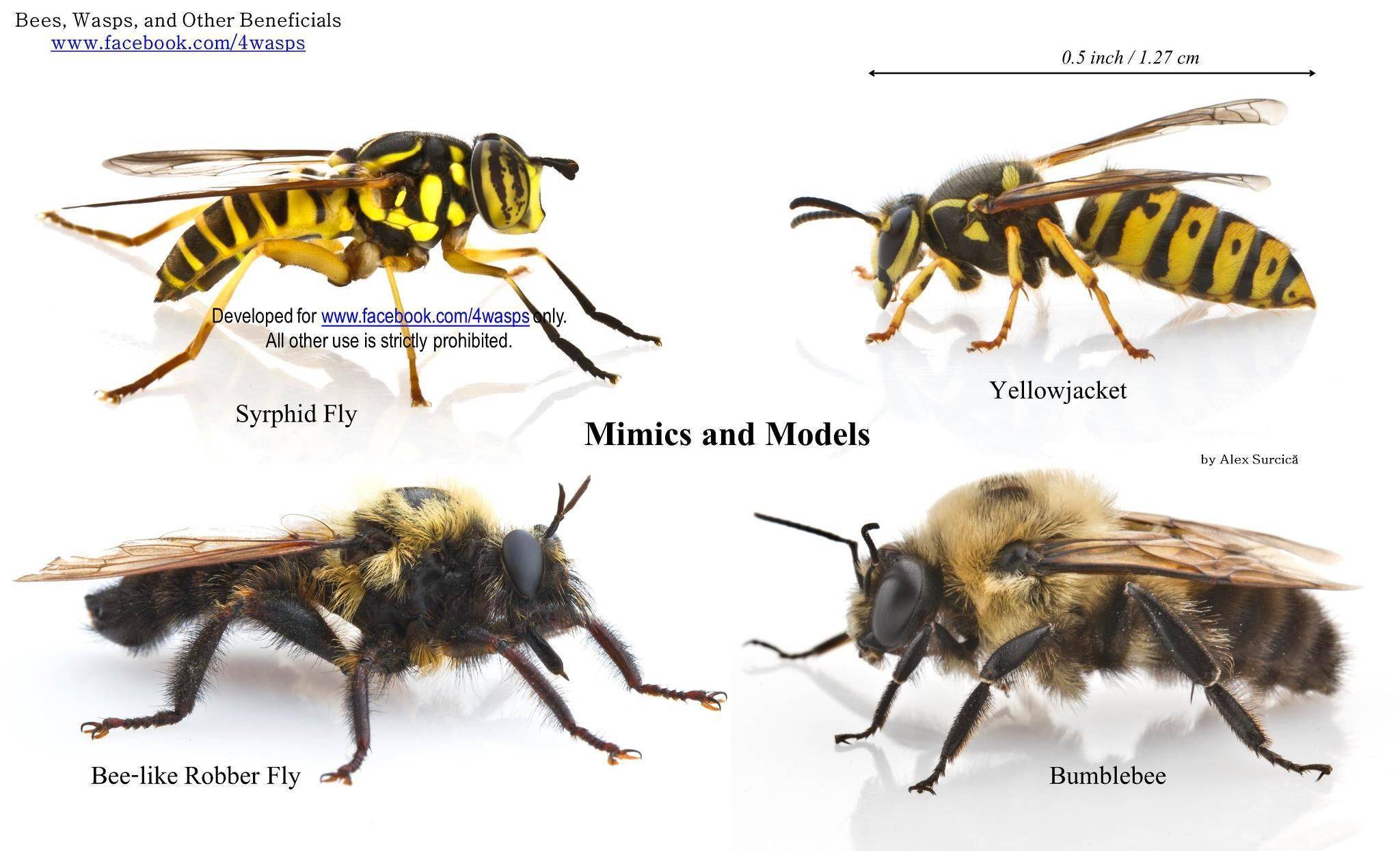 Чем отличается пчела от осы: фото примеры, укусы, внешние признаки