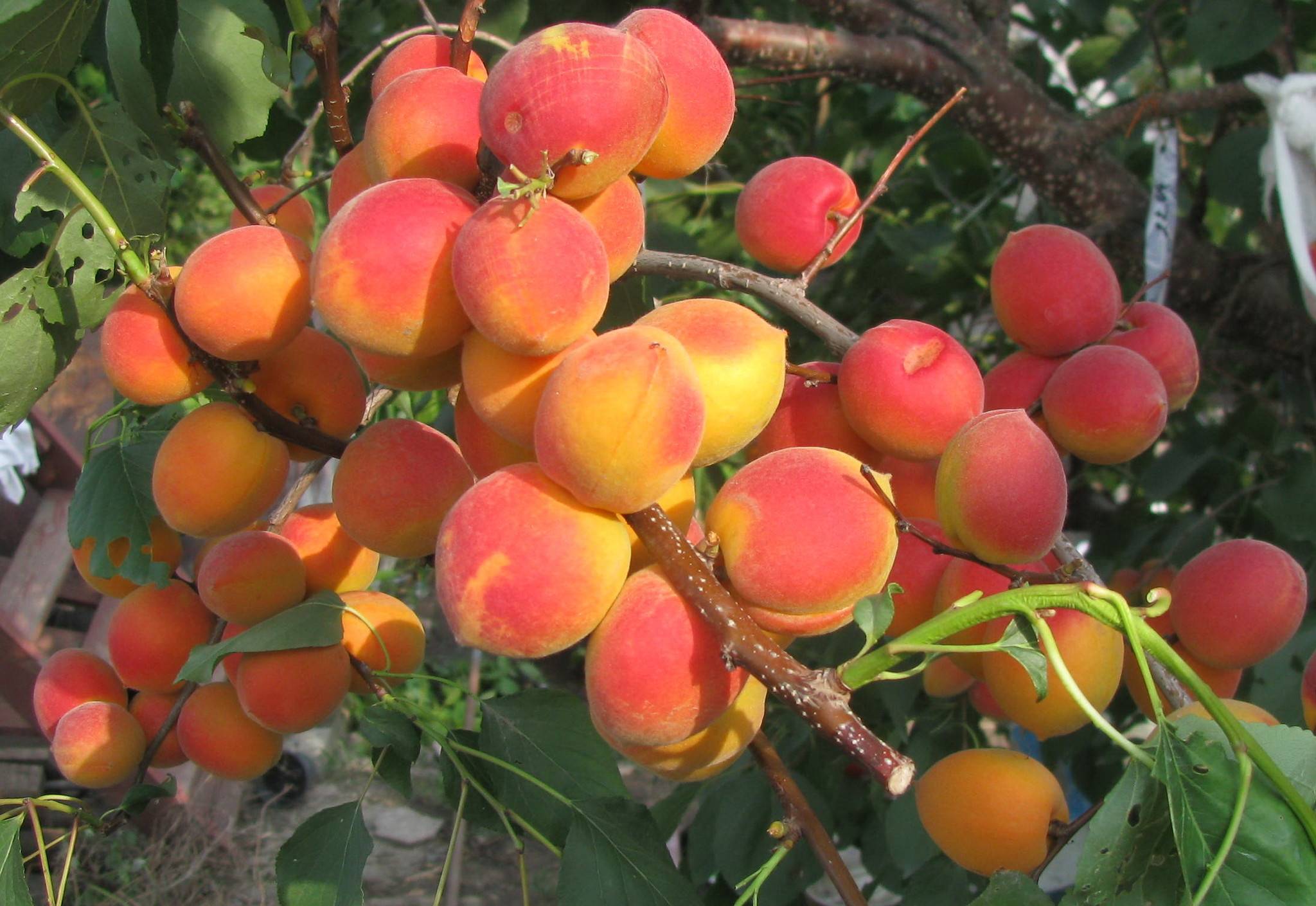 Абрикос саратовский рубин: как вырастить сорт фото абрикоса!