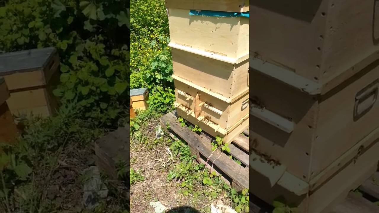 Как сделать улей для пчел своими руками