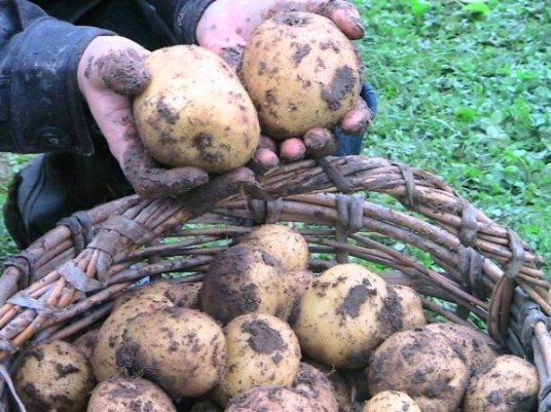 Сорт картофеля зекура: описание и характеристика, отзывы