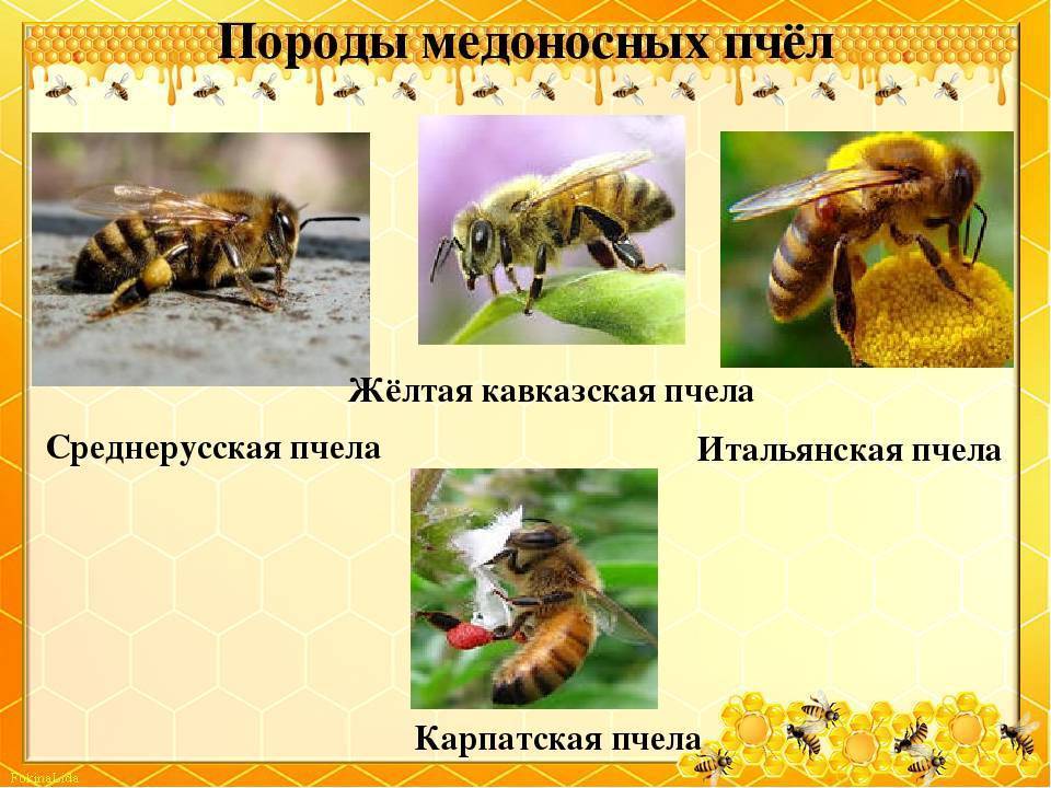 Пчеловодство и пчелы карпатка, их характеристика