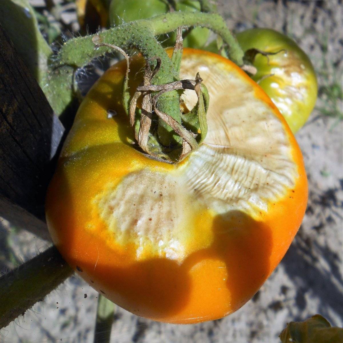 Вершинная гниль на помидорах: причины появления, как избавиться, профилактика