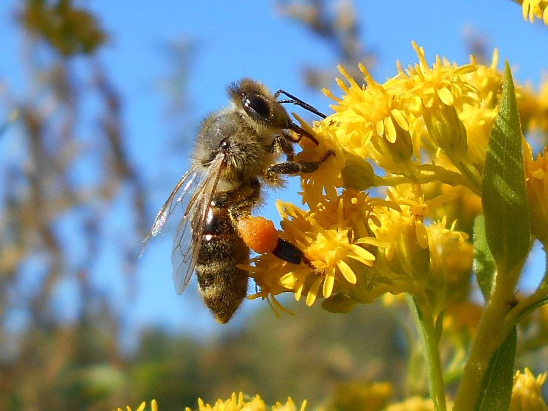 Как пчела делает мед: для чего производят и из чего собирают?