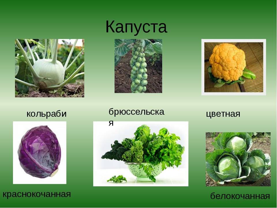 Капуста какая. Капуста кольраби и белокочанная. Кочанная капуста кольраби. Краснокочанная капуста кольраби. Систематика капусты белокочанной.