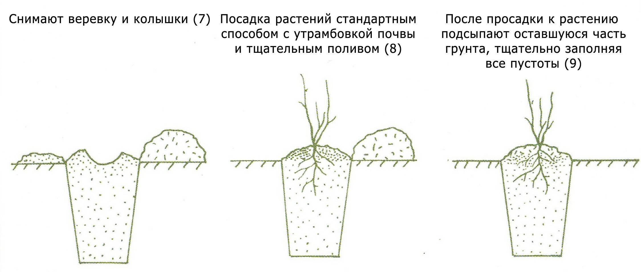 Бирючина схема посадки