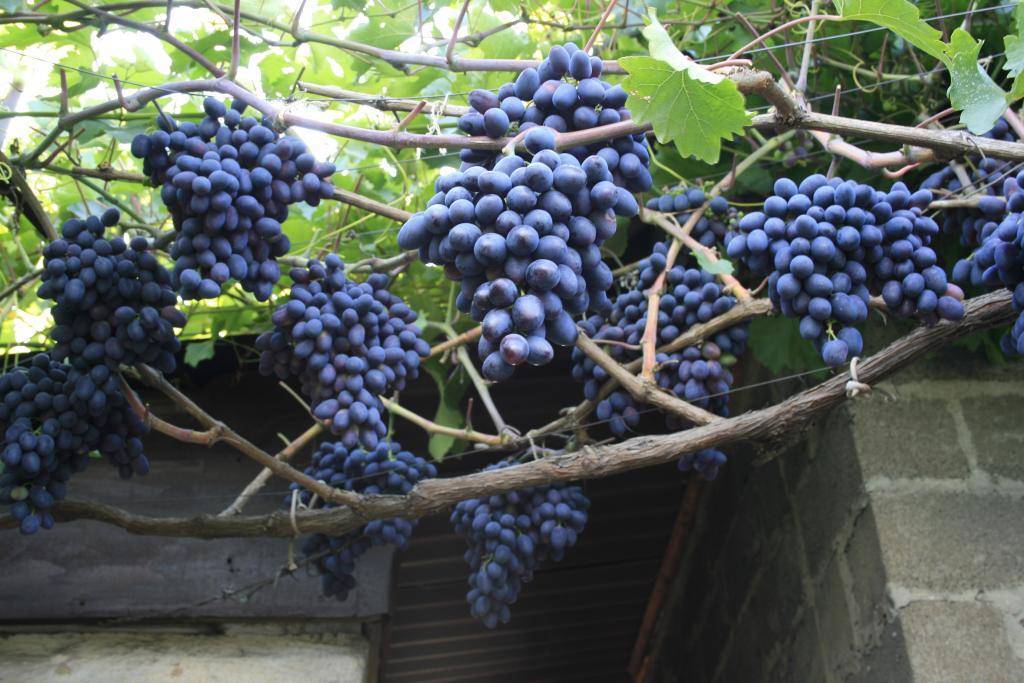 Виноград фуршетный: описание и характеристики сорта, способы размножения и выращивание