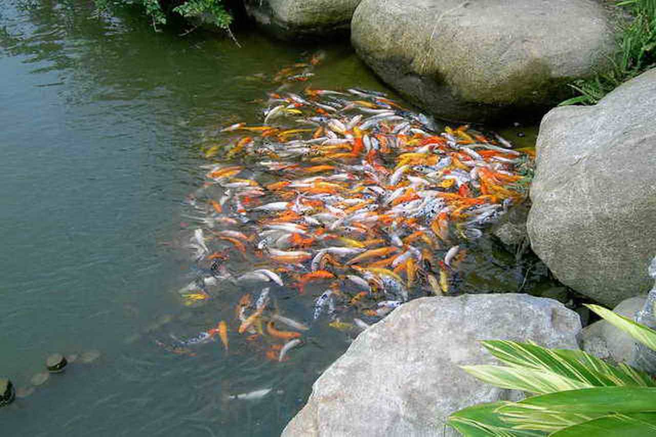 Растения и рыбы для вашего водоёма - сад 6 соток