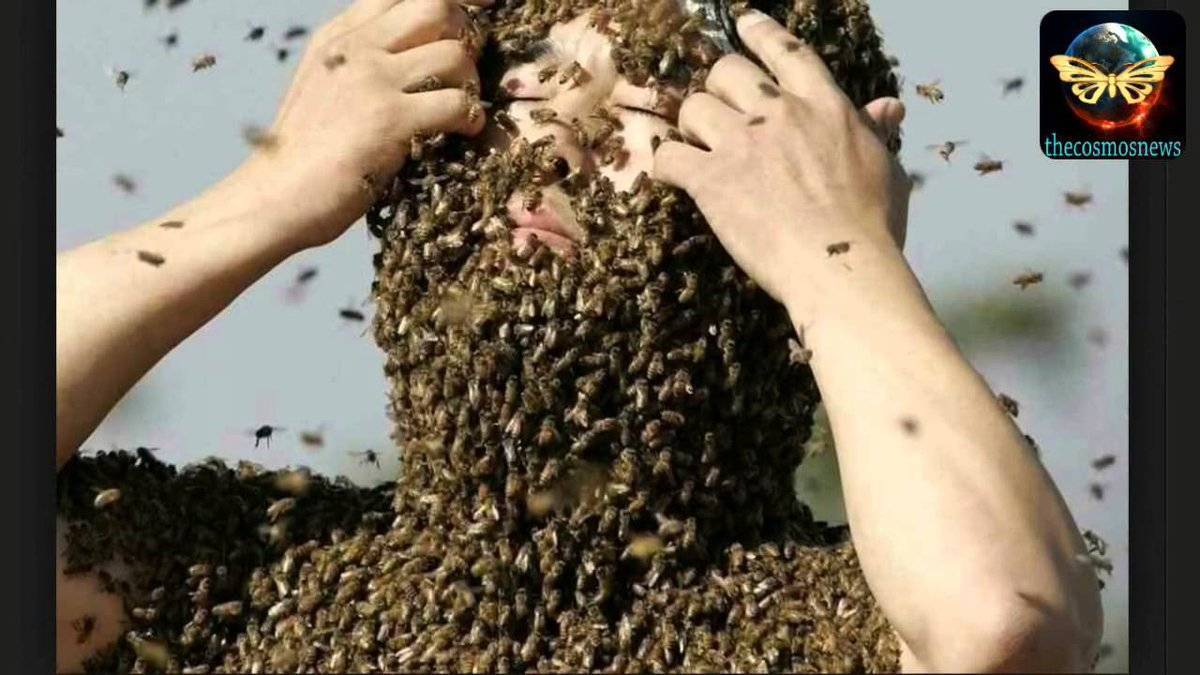 Злые пчелы. что делать?
