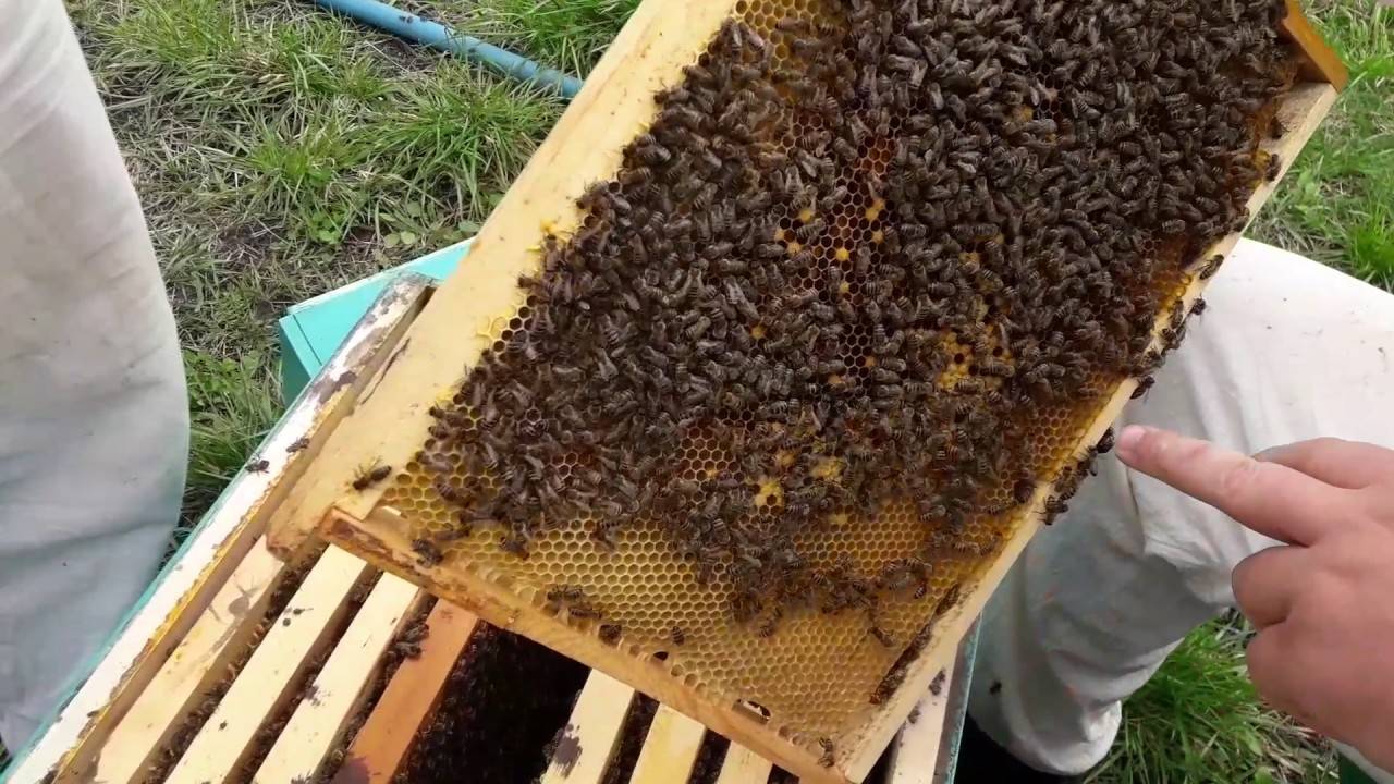 Весенние работы на пасеке: пересадка пчёл