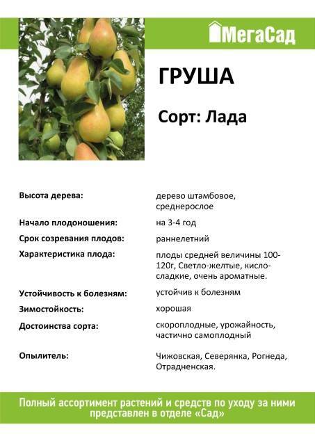 Груша велеса: описание и особенности выращивания плодового дерева