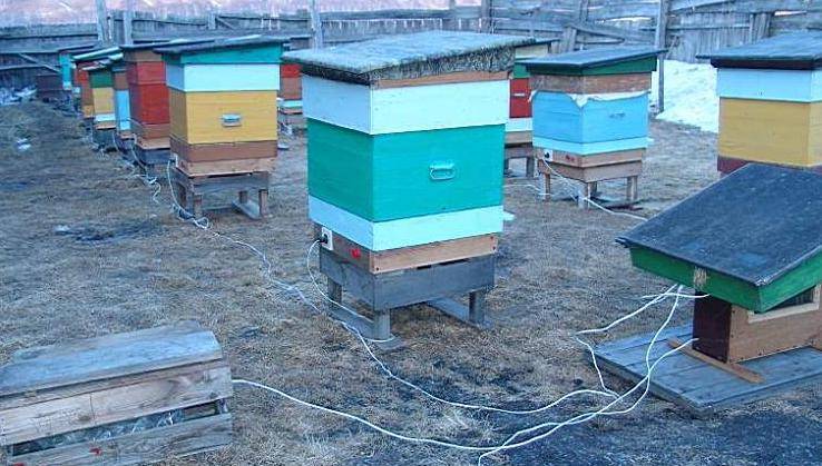 Обогрев пчелиных ульев самостоятельно – зачем и, главное, как?
