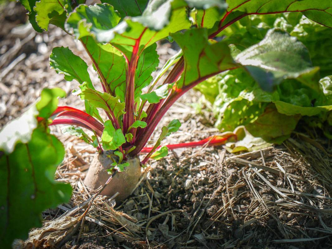 Почему плохо растет свекла и что надо сейчас сделать: как устранить причины, как помочь красному овощу на грядке, а также как быть, если не увеличивается корнеплод