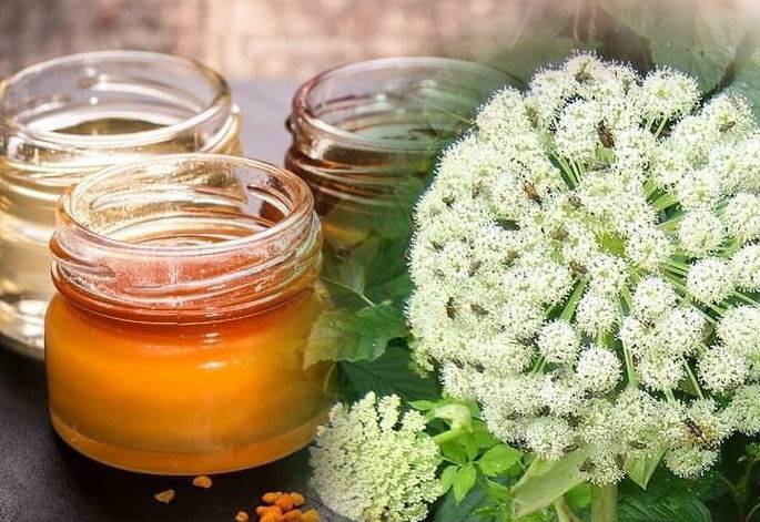 Полезные свойства горного алтайского мёда, его виды, характеристика и противопоказания