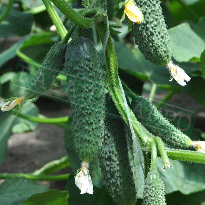 Огурец лютояр f1: отзывы и описание сорта, технология выращивания, уход и урожайность