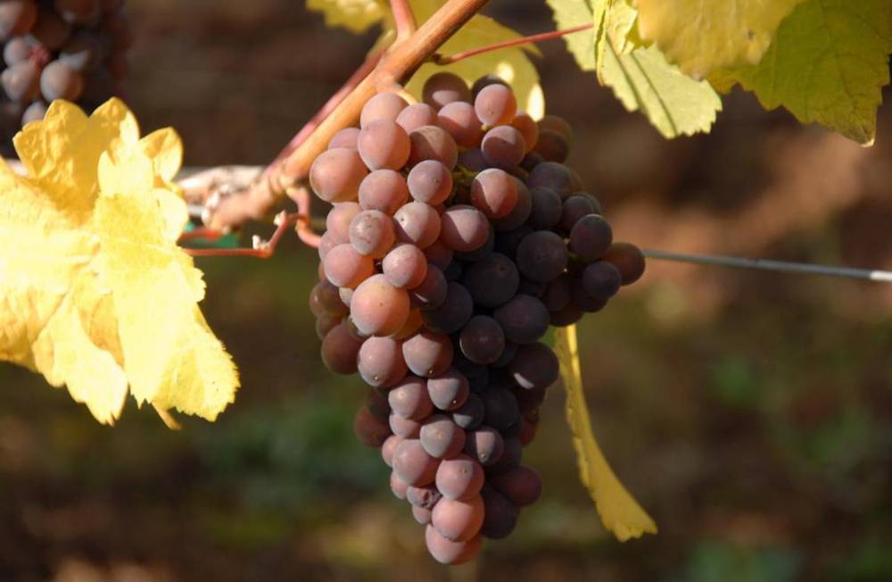 Пино гриджио вино белое сухое италия делле венеция, полусухое, розовое, венето, сорт винограда гри