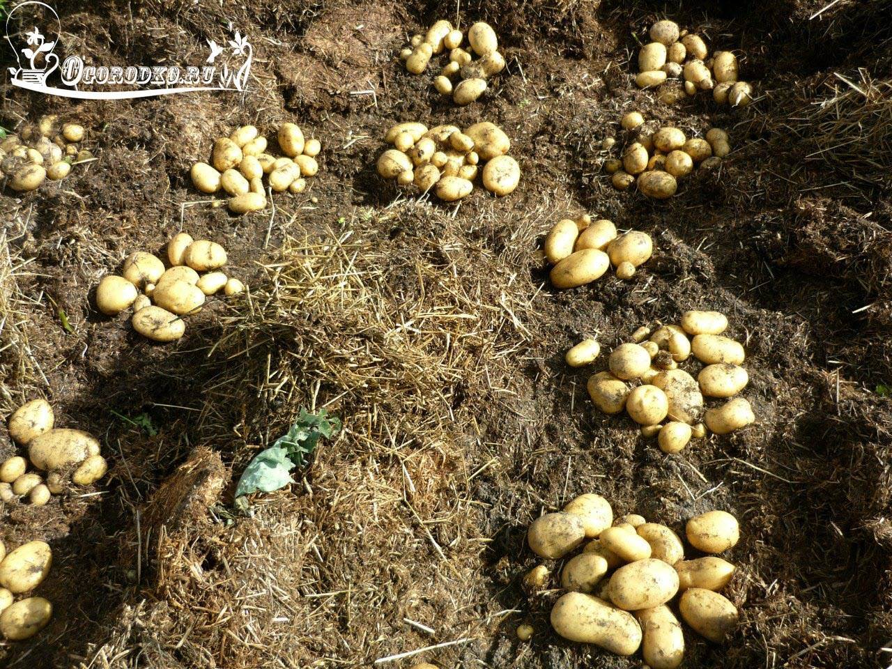 Советы от опытных огородников: 2 способа выращивания картофеля под соломой