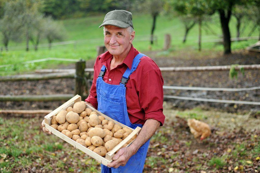 Как правильно сажать картофель, чтобы получить хороший урожай: методы, схемы