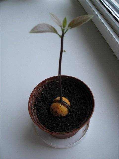 Выращивание персика из косточки в домашних условиях: особенности метода размножения