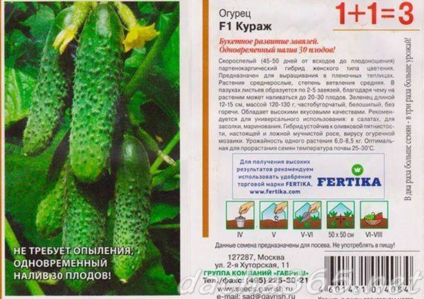 Огурцы кураж f1: описание сорта и выращивание в открытом грунте