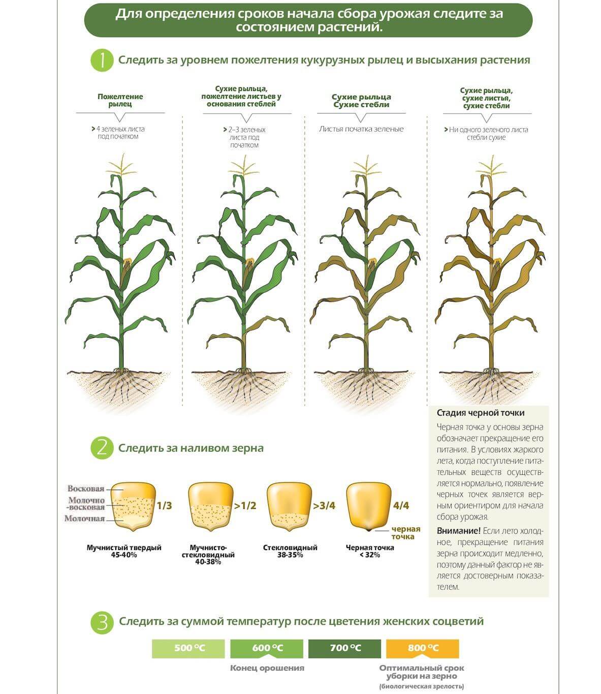 Когда в 2022 году сажать кукурузу на рассаду и в грунт, как правильно посадить и вырастить