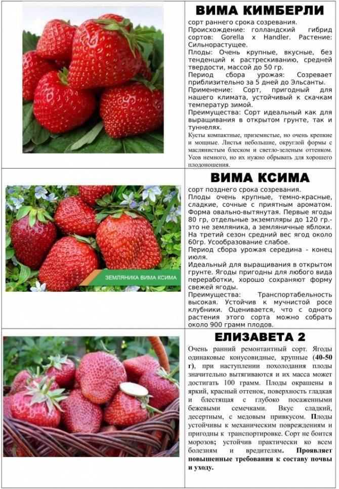 Клубника вима ксима: описание сорта и характеристики, выращивание и размножение