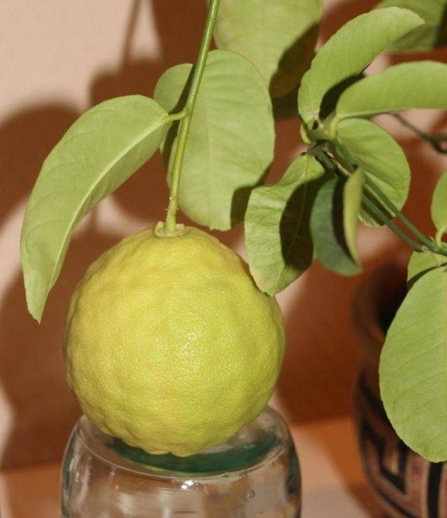 Выращивание лимона: описание сортов - дачная жизнь