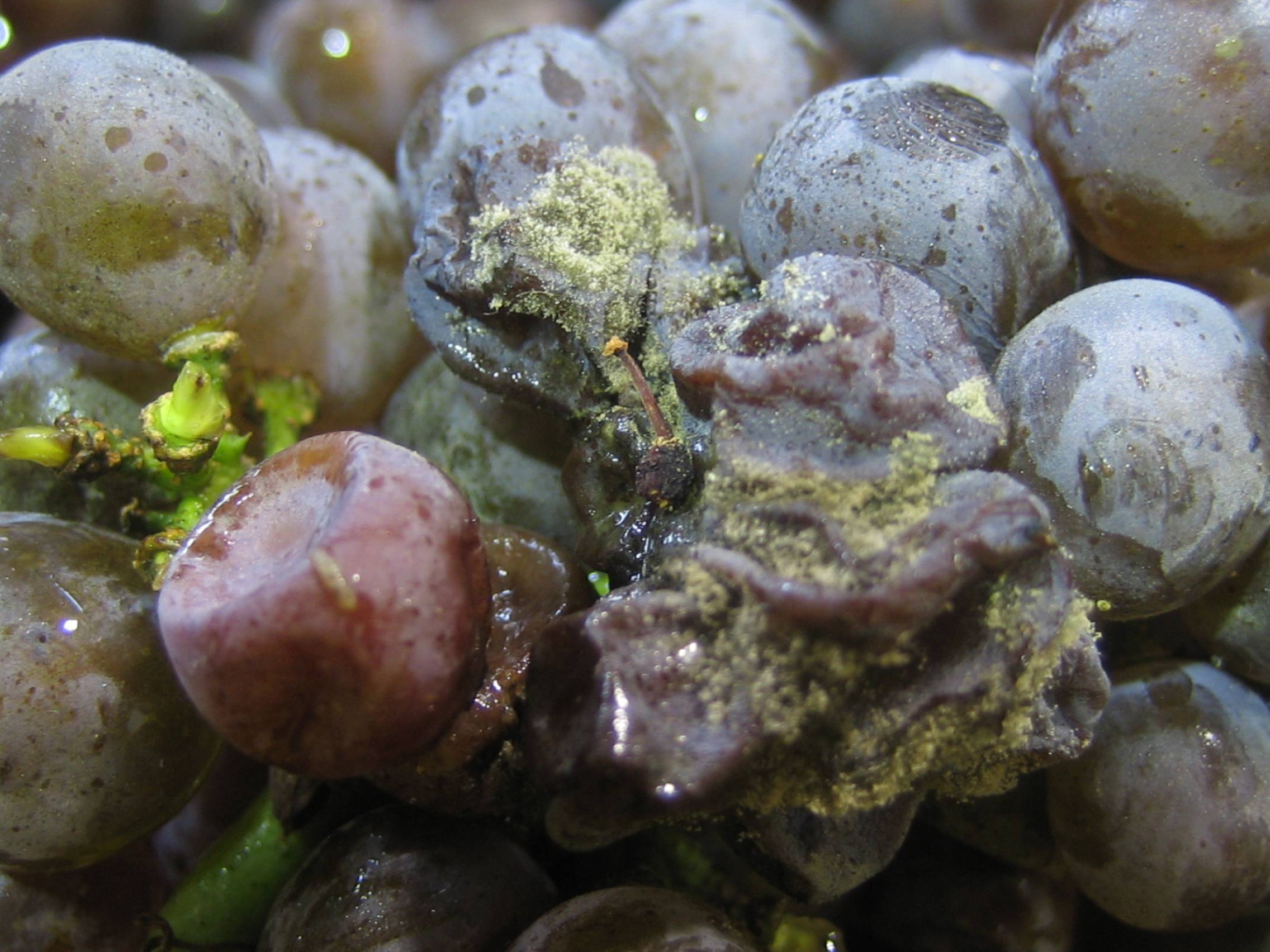 Чем обработать виноград от серой гнили: препараты для борьбы и лечения