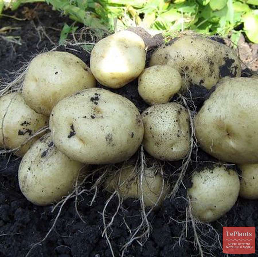 Среднеранний сорт картофеля чародей от отечественных селекционеров