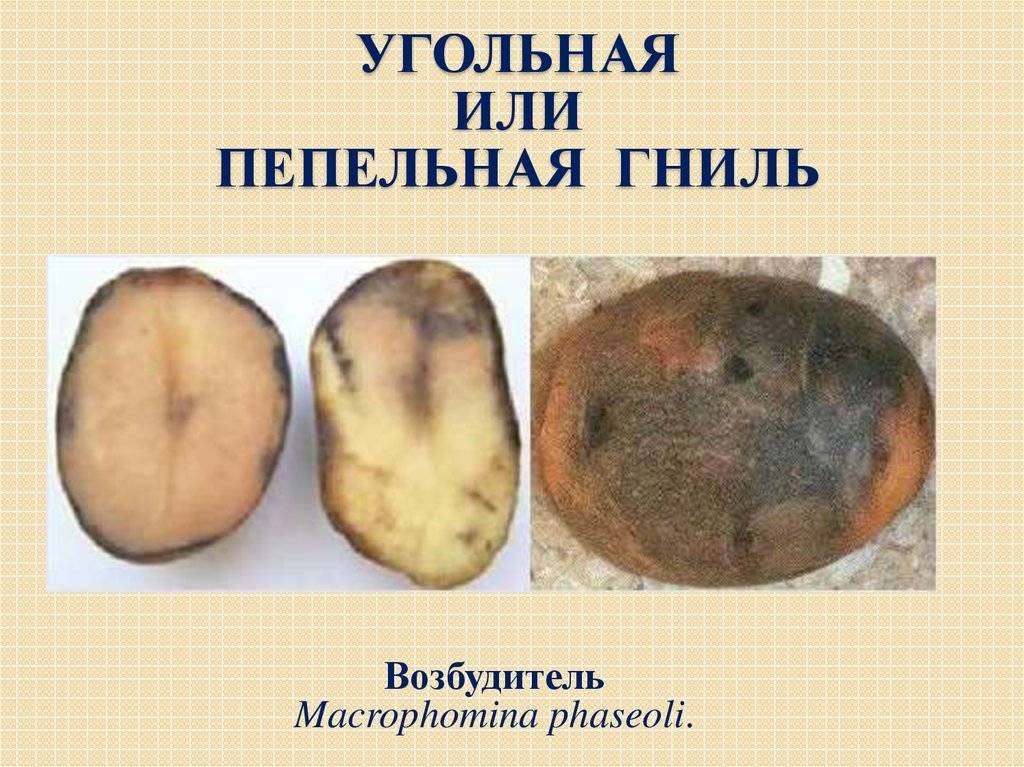 Альтернариоз картофеля | справочник пестициды.ru