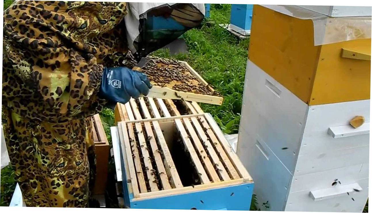 Колодное пчеловодство - природный способ содержания пчёл, личный опыт