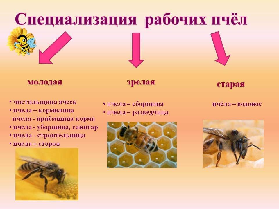 Пчелиная семья: сколько пчел, состав, обязанности, устройство, деление и их функции