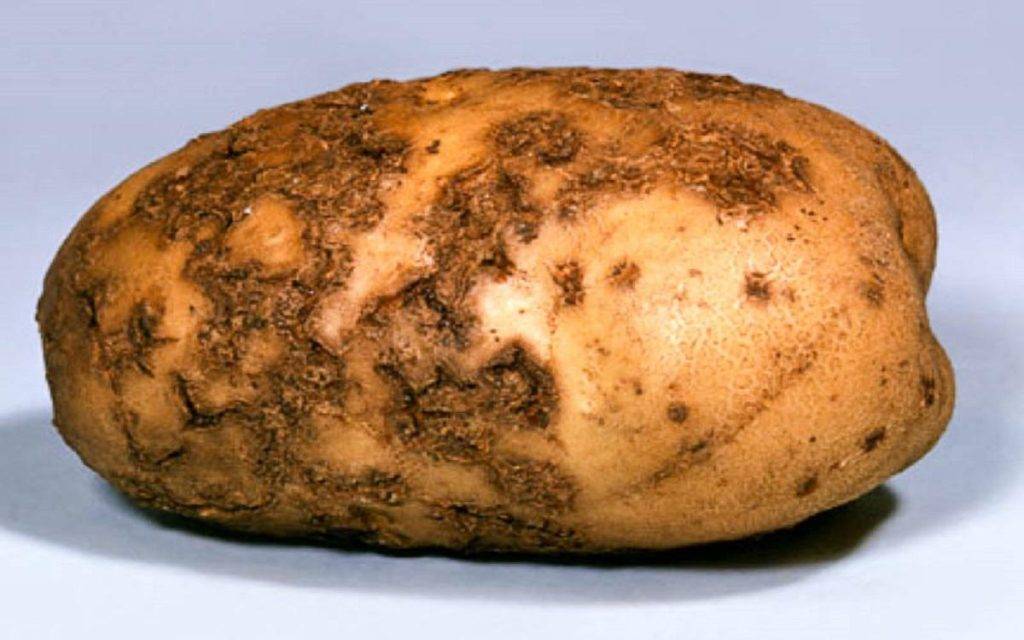 Картофель родрига