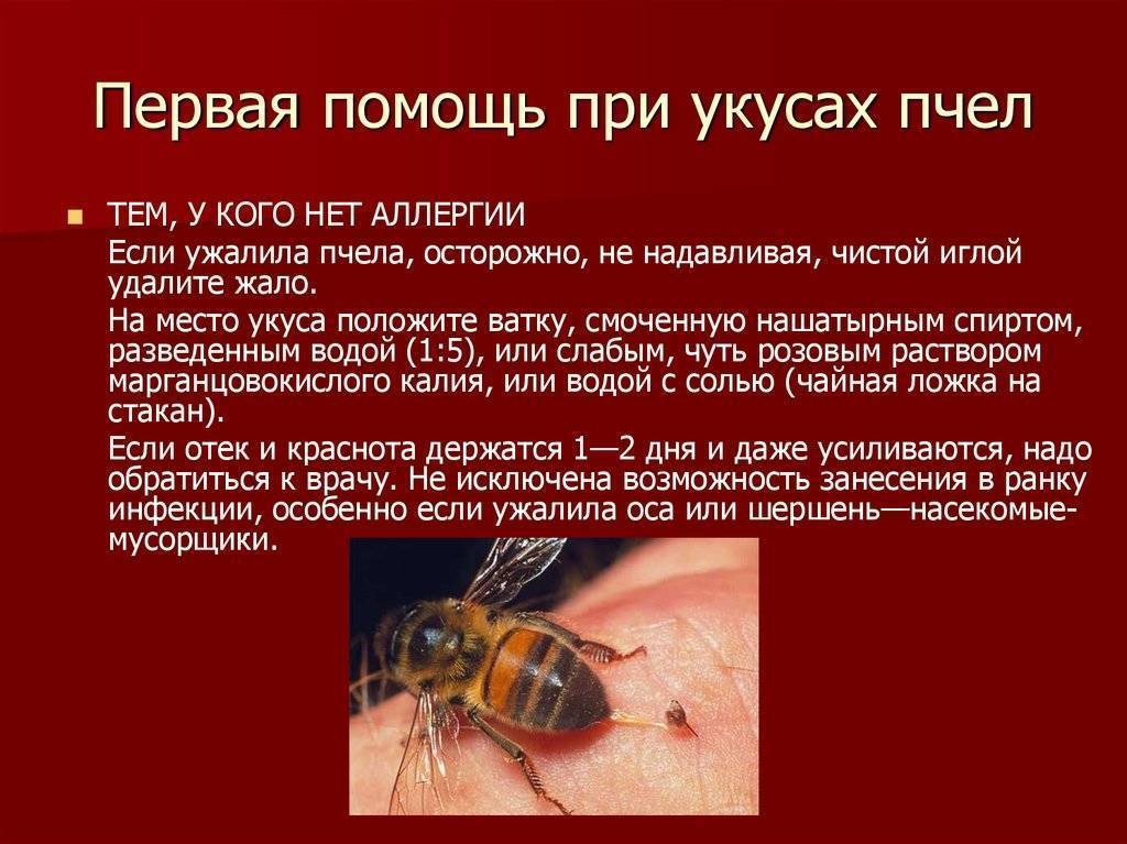 Первая помощь при укусе пчелы: что делать и как снять отек?