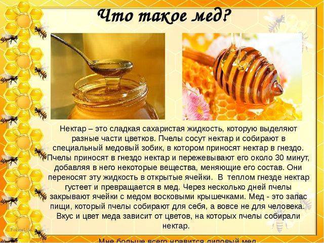 Мед с живицей: полезные свойства, противопоказания, рецепты