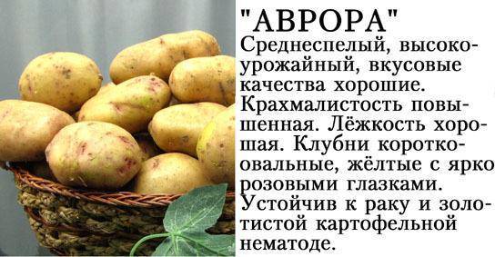 ᐉ сорт картофеля аврора – описание и фото - roza-zanoza.ru
