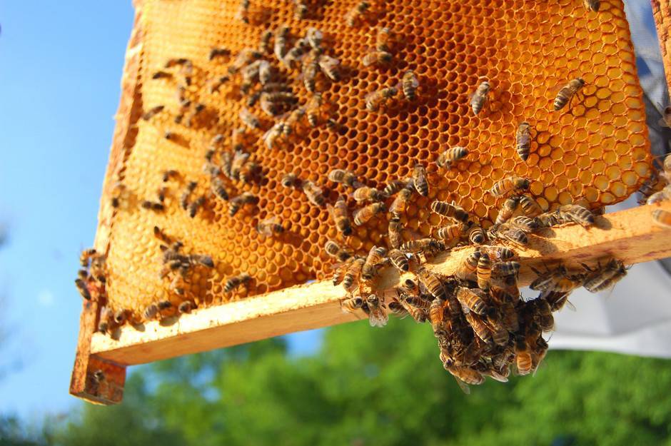 Как пчелы делают соты и из чего: материал, разновидности