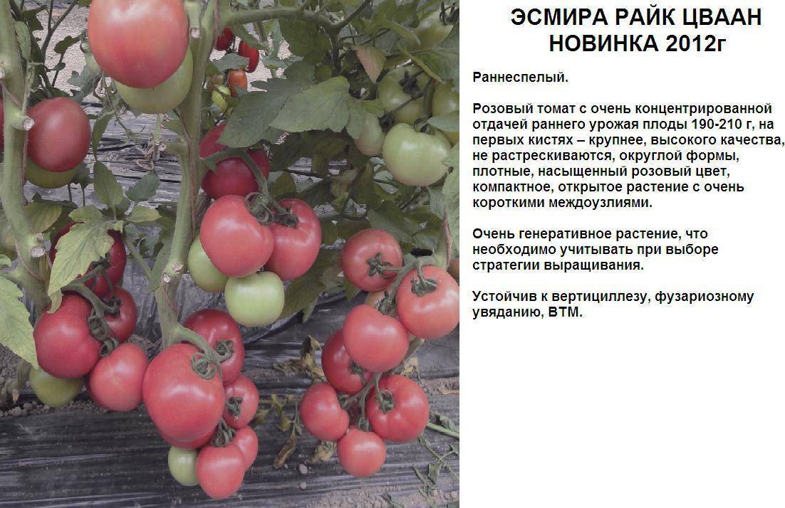 Характеристика и свойства томата Яша Югославский, выращивание в тепличных условиях