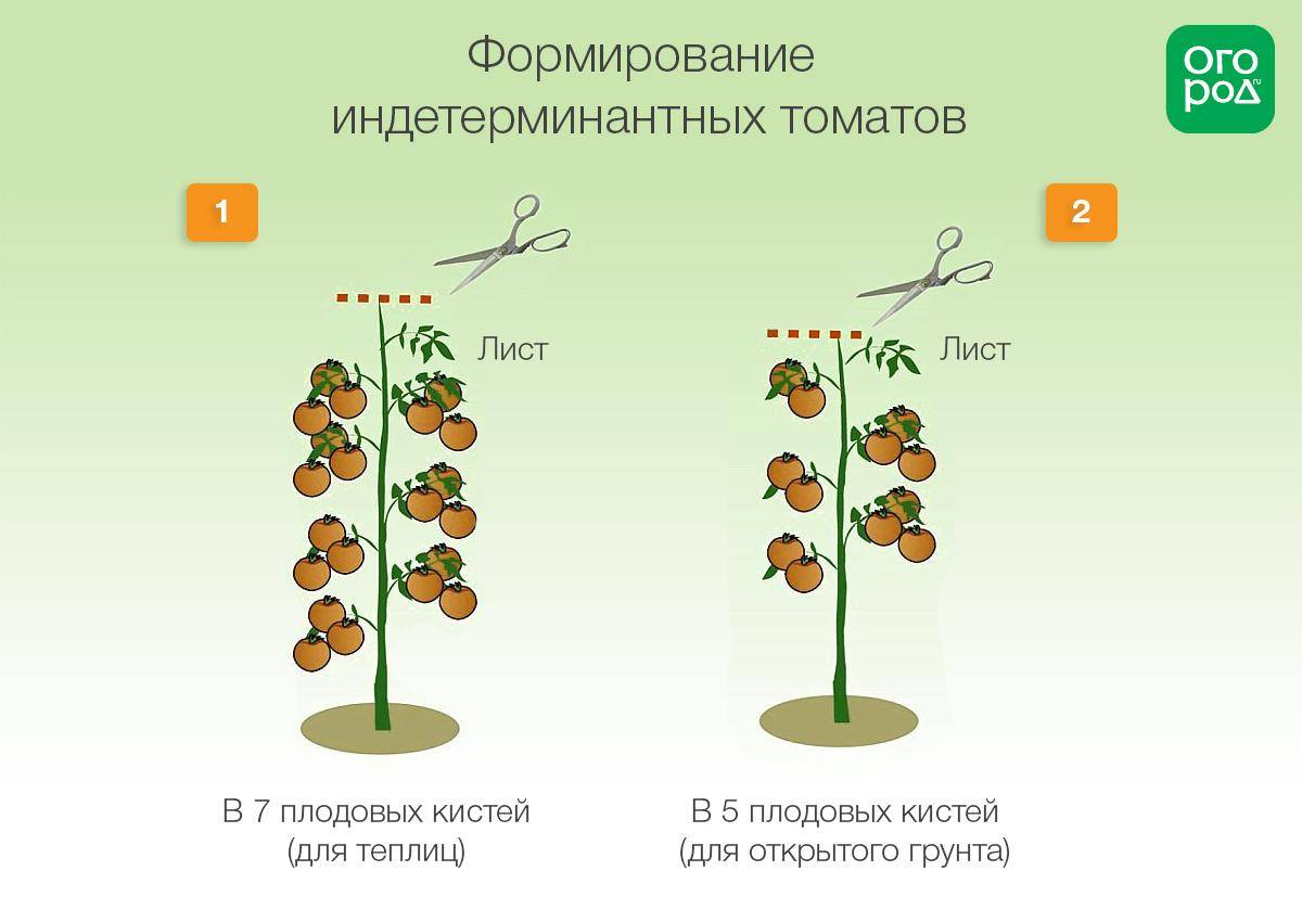 Формирование детерминантных томатов в открытом грунте схема